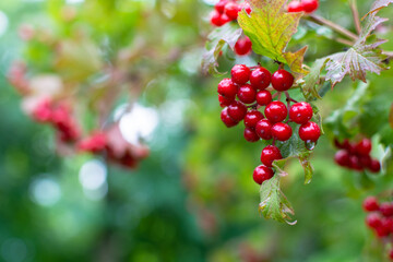 Red viburnum in water drops after rain
