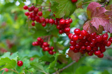 Red viburnum in raindrops