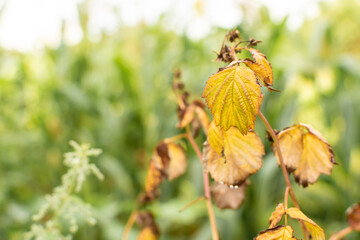 Yellow leaves on a raspberry bush