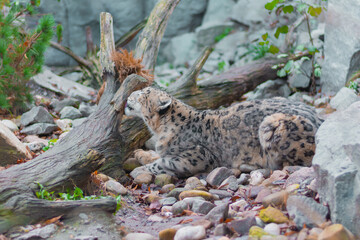 White Jaguar Resting And Cleaning Himself - Zoo