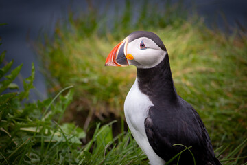 Naklejka premium Puffin