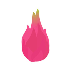 Obraz premium Illustration of ripe and juicy dragon fruit. Vector drawing of fruit for design