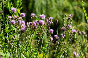 Purple flowers Cornflower Centaurea jacea in the summer meadow