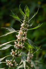 Leonurus cardiaca, known as motherwort. Other common names include throw-wort, lion's ear, and lion's tail. Medicinal plant. Grows in nature