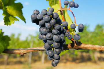 bunch of blue wine grapes in a vineyard in Germany on a sunny day