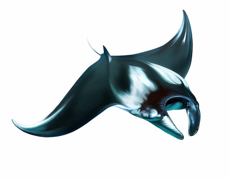 Manta, Giant Sea Devil, Mobula Birostris