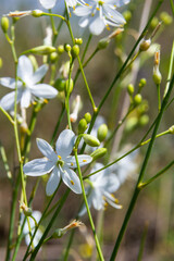 Fototapeta premium Anthericum ramosum, known as branched St Bernard's-lily, white flower, herbaceous perennial plant, blurred dark green background, selective focus