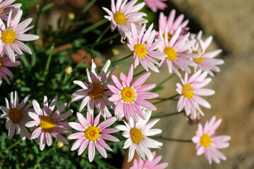 Pink white daisy. Argyranthemum frutescens, Marguerite Daisy of Paris.