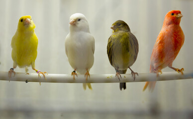 Four canary birds (Serinus canaria) sitting in a branch - obrazy, fototapety, plakaty