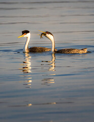 Pair of western grebes (Aechmophorus occidentalis) one of which is feeding on a fish - Eagle Lake - Lassen County, California, USA.