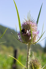 Dipsacus fullonum, wild teasel flowers in garden macro selective focus
