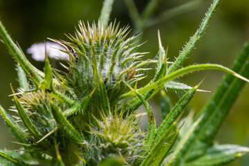 A bee on a thistle in the Derbyshire Peak District