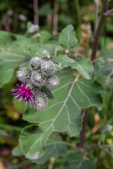 Flowers of Great Burdock Arctium lappa. Selective focus with shallow depth of field