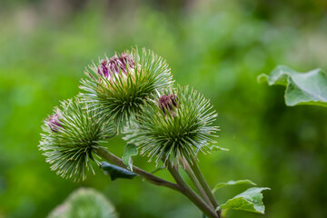 Arctium tomentosum, commonly known as the woolly burdock or downy burdock, is a species of burdock belonging to the family Asteraceae