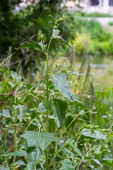 Close up of Common Orache plant Atriplex patula. Common Orache or atriplex patula plant growing in farm. Common Orache plant. Scientific name Chenopodium nuttalliae plant. Inflorescence closeup