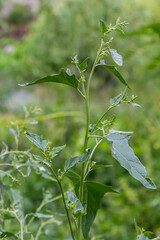 Close up of Common Orache plant Atriplex patula. Common Orache or atriplex patula plant growing in farm. Common Orache plant. Scientific name Chenopodium nuttalliae plant. Inflorescence closeup