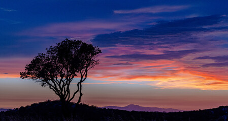 Sunset over a ridge with deep colors and a solitary mesquite tree on a mound. 