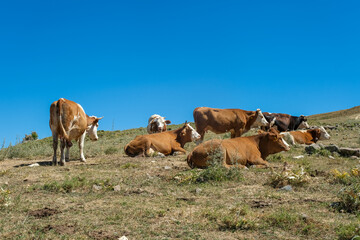 cows in the field