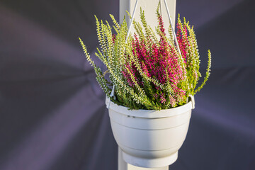 Close up view of beautiful outdoor Calluna vulgaris plant in white amped pot.