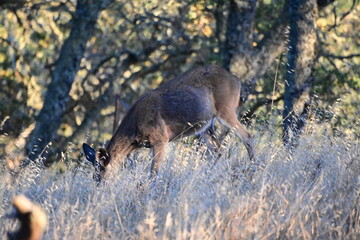 deer in the woods