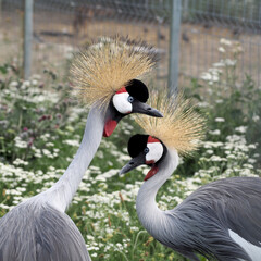 grey crowned crane balearica regulorum . two cranes on a green background. side view