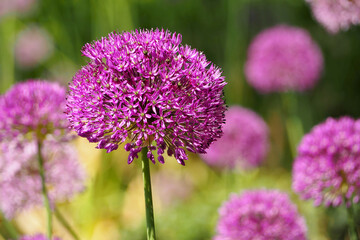 buds of blooming pink decorative onions in the park.  nature in spring . garden onion