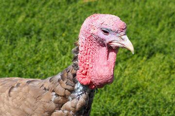 a turkey stands in the green grass on a farm on a summer day. side view