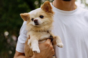 A man is holding a small chihuahua dog.