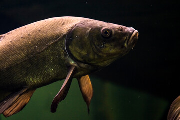 Tench or doctor fish in the black water