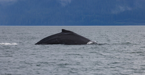 Naklejka premium Humpback whales in Alaska