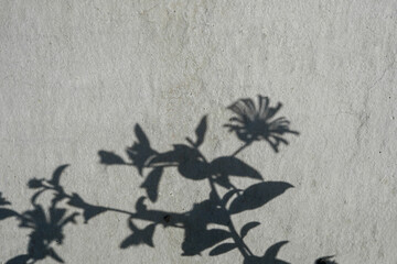 shadow flower and leaves on gray stone wall texture