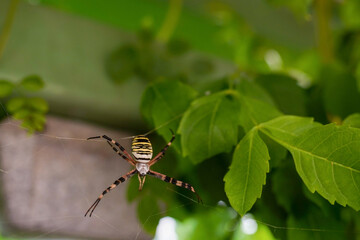 Black and white Argiope Spider on web spider with morning light in the park