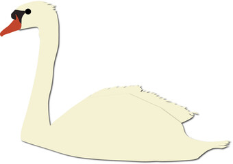white swan vector