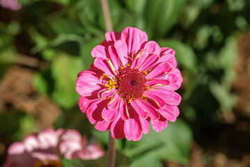 Close up of pink  Zinnia flower. Common Zinnia (Zinnia elegans) in garden.