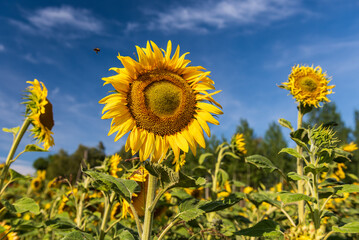 Blooming sunflowers in a field in sunny summer day.