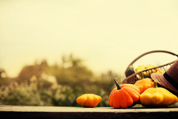 autumn harvest backfground with pumpkins