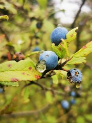 blackthorn berries on a branch. Drops of water on the fresh healthy sloe berry fruit after the rain