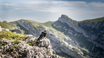 Bird on the top of the mountain