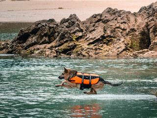 Dog on the beach