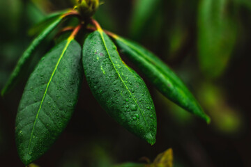 water drops on a leaf