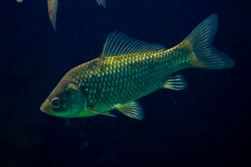 Underwater photo of Prussian carp, the freshwater fish