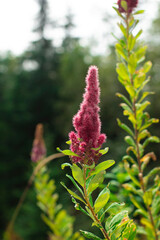 flower in the forest
