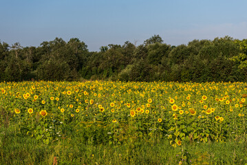Blooming sunflowers in a field in sunny summer day.