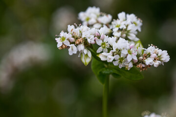 Green and ripe nuts buckwheat on the stalk. Buckwheat, Fagopyrum esculentum, Japanese buckwheat and silverhull buckwheat blooming on the field. Close-up flowers of buckwheat