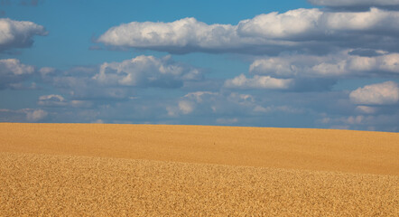 Fototapeta na wymiar Rural landscape. Ears of wheat in a wheat field.