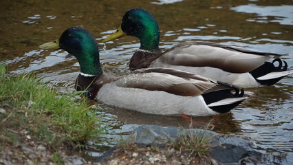 A pair of ducks swimming