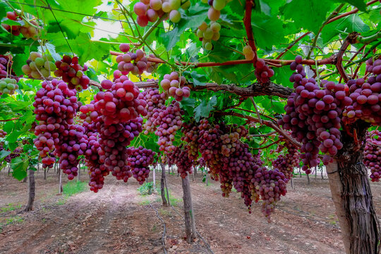 A table grape crop maturing in the Vinalopo Valley, just outside Monforte del Cid in Alicante, Spain