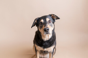 A rescued husky blend dog with floppy ears and bright eyes sits calmly for pet portraits on solid tan background