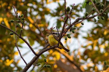 bird on tree