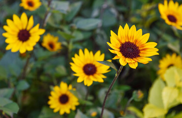 ヒマワリ　サンビリーバブル「ブラウンアイガール」